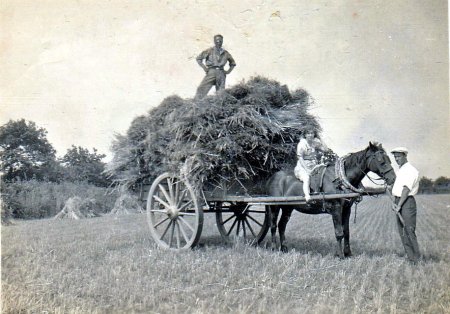 hay making