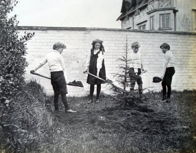 Planting cedar