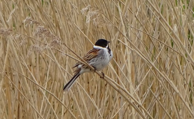 Reed
                        warbler