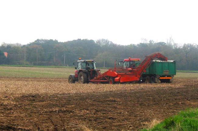 Potato Harvesting