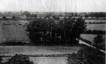 Albert's Garden