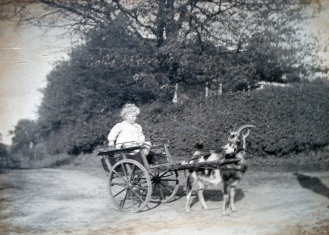 goat cart