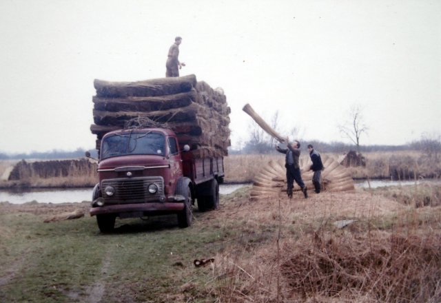 reed
                  loading
