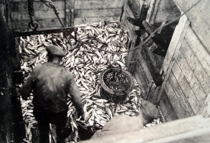Herring