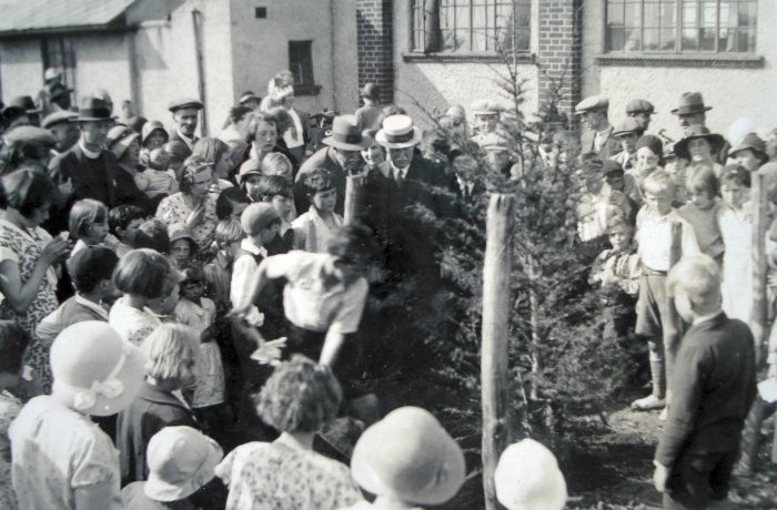 planting cedar