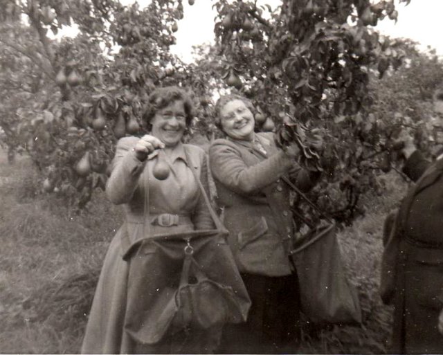 Picking pears