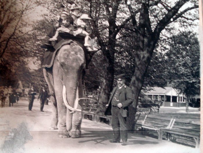 elephant