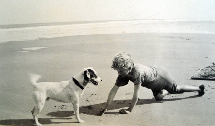 Dog on beach