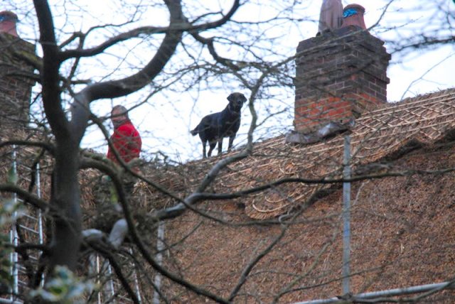 Dog
                  thatching