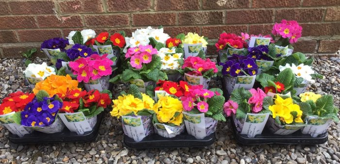 Easter
                          flowers