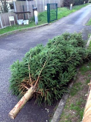 free tree